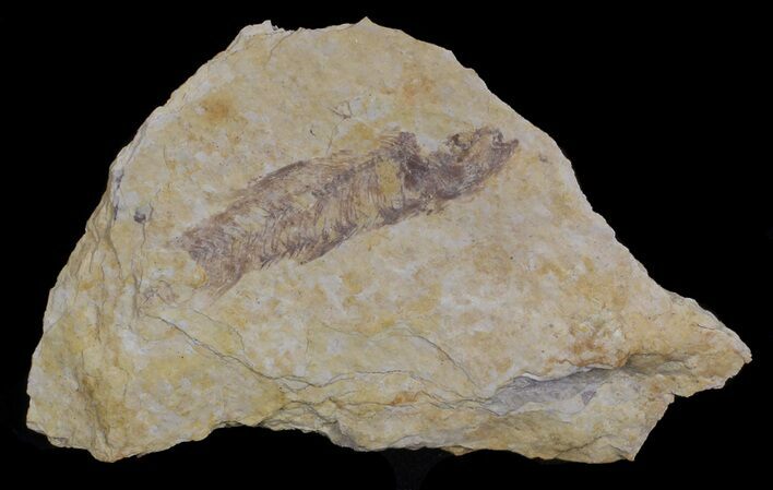 Bargain, Knightia Fossil Fish - Wyoming #67620